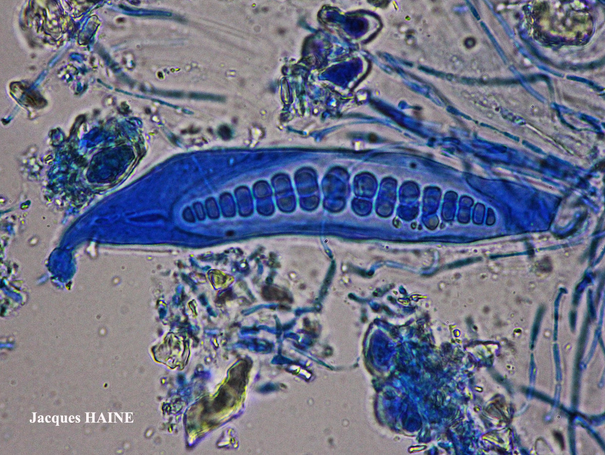Thelotrema macrosporum P.M. Jørg & P. James